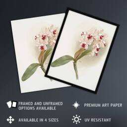 Artery8 Frederick Sander Cattleya Amethystoglossa Orchid Framed Wall Art Print in White - Size: A4 - thumbnail 2