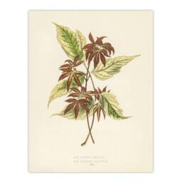 Artery8 Vintage Botanical Boxelder Maple Leaves Fawcett Framed Wall Art Print in Beige - Size: A4 - thumbnail 3