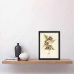Artery8 Vintage Botanical Boxelder Maple Leaves Fawcett Framed Wall Art Print in Beige - Size: A4 - thumbnail 2