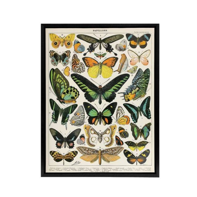 "Artery8 Millot Encyclopedia Page Butterflies Framed Canvas Wall Art Print - Size: W12"" x H16""" - image 1