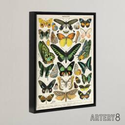 "Artery8 Millot Encyclopedia Page Butterflies Framed Canvas Wall Art Print - Size: W12"" x H16""" - thumbnail 2