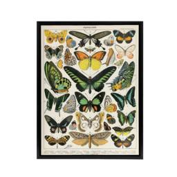 "Artery8 Millot Encyclopedia Page Butterflies Framed Canvas Wall Art Print - Size: W12"" x H16""" - thumbnail 1