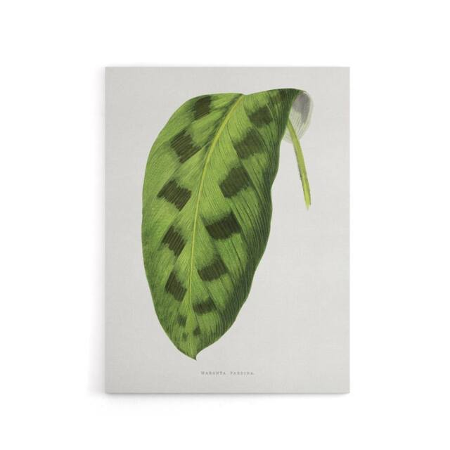 "Artery8 AF Lydon Benjamin Fawcett Maranta Pardina Leaf Canvas Wall Art Print in White - Size: W12"" x H16""" - image 1