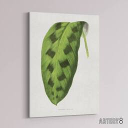"Artery8 AF Lydon Benjamin Fawcett Maranta Pardina Leaf Canvas Wall Art Print in White - Size: W12"" x H16""" - thumbnail 2