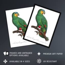 "Artery8 The Orange Winged Amazon Parrot Levaillant Wall Art Poster Print in White - Size: W24"" x H32""" - thumbnail 2
