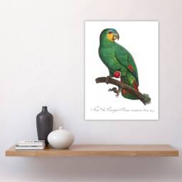 "Artery8 The Orange Winged Amazon Parrot Levaillant Wall Art Poster Print in White - Size: W24"" x H32""" - thumbnail 4
