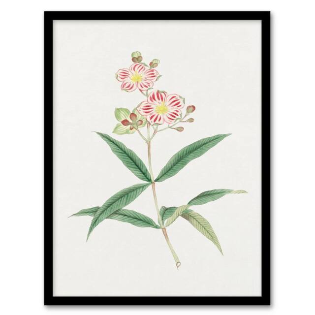 Artery8 Vintage Japan Botanical Framed Wall Art Print Red White Blossoms in Green - Size: A4 - image 1