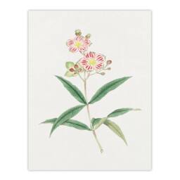 Artery8 Vintage Japan Botanical Framed Wall Art Print Red White Blossoms in Green - Size: A4 - thumbnail 3