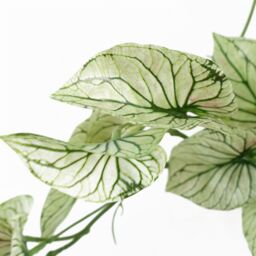 Leaf 30cm Artificial Trailing Plant Variegated Potted Alocasia in Green - thumbnail 2