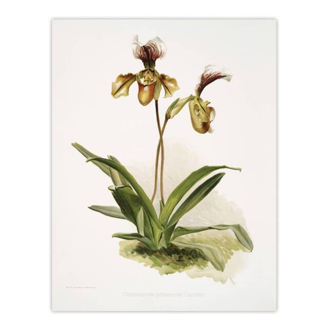 "Artery8 Frederick Sander Cypripedium Calypso Orchid Flowers Wall Art Print - Size: W12"" x H16""" - image 1