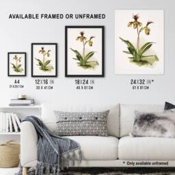 "Artery8 Frederick Sander Cypripedium Calypso Orchid Flowers Wall Art Print - Size: W12"" x H16""" - thumbnail 3