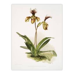 "Artery8 Frederick Sander Cypripedium Calypso Orchid Flowers Wall Art Print - Size: W12"" x H16""" - thumbnail 1