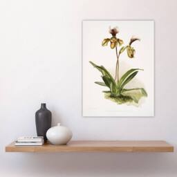 "Artery8 Frederick Sander Cypripedium Calypso Orchid Flowers Wall Art Print - Size: W12"" x H16""" - thumbnail 4