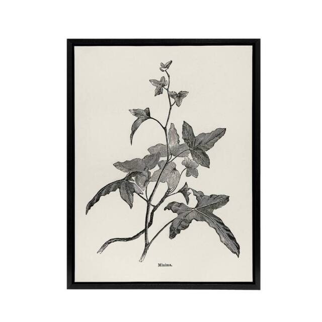 "Artery8 Vintage Botanical Minima Ivy Shirley Hibberd Black Framed Canvas Art in White - Size: W12"" x H16""" - image 1