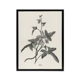 "Artery8 Vintage Botanical Minima Ivy Shirley Hibberd Black Framed Canvas Art in White - Size: W12"" x H16""" - thumbnail 1