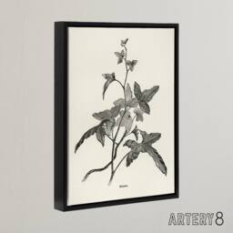 "Artery8 Vintage Botanical Minima Ivy Shirley Hibberd Black Framed Canvas Art in White - Size: W12"" x H16""" - thumbnail 2