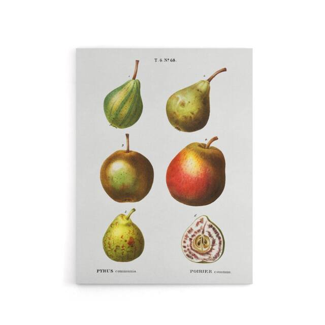 "Artery8 Pear Varieties Illustration Redoute Vintage Canvas Wall Art in White - Size: W18"" x H24""" - image 1