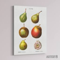 "Artery8 Pear Varieties Illustration Redoute Vintage Canvas Wall Art in White - Size: W18"" x H24""" - thumbnail 2