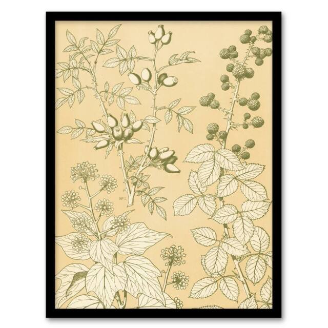 Artery8 Owen Jones Framed Wall Art Wild Rose Ivy Blackberry Vintage Botanical in Beige - Size: A4 - image 1