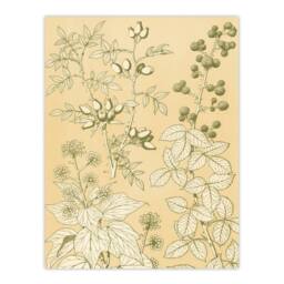 Artery8 Owen Jones Framed Wall Art Wild Rose Ivy Blackberry Vintage Botanical in Beige - Size: A4 - thumbnail 3