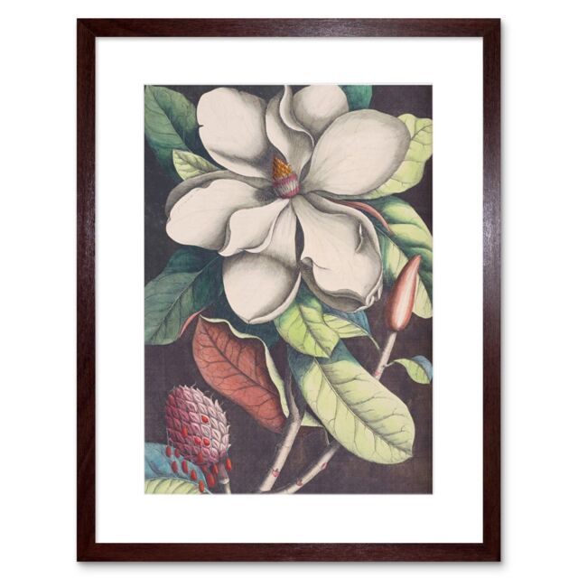 "Artery8 Wall Art Print Flower Magnolia Botany Art Framed 9x7 inch in Brown - Size: W7"" x H9""" - image 1