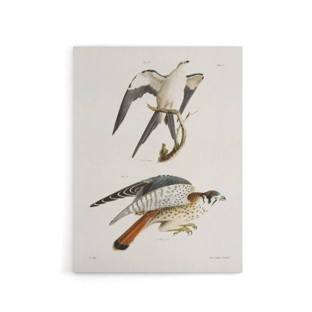 "Artery8 James De Kay Swallow Tailed & Sparrow Hawk Canvas Wall Art Print in White - Size: W12"" x H16""" - image 1