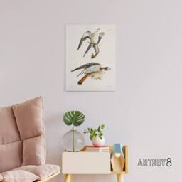 "Artery8 James De Kay Swallow Tailed & Sparrow Hawk Canvas Wall Art Print in White - Size: W12"" x H16""" - thumbnail 3