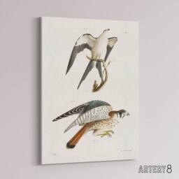 "Artery8 James De Kay Swallow Tailed & Sparrow Hawk Canvas Wall Art Print in White - Size: W12"" x H16""" - thumbnail 2
