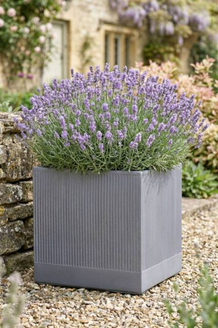 Dibor Large Slate Grey Ribbed Finish Fibre Clay Indoor Outdoor Garden Plant Pots Houseplant Flower Planter H37 x W37cm - image 1