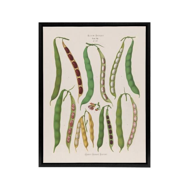 "Artery8 Kidney or Snap Beans Kitchen Ernst Benary Framed Canvas Wall Art Print in White - Size: W12"" x H16""" - image 1