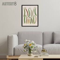 "Artery8 Kidney or Snap Beans Kitchen Ernst Benary Framed Canvas Wall Art Print in White - Size: W12"" x H16""" - thumbnail 3