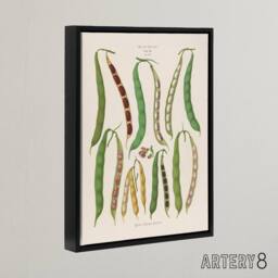 "Artery8 Kidney or Snap Beans Kitchen Ernst Benary Framed Canvas Wall Art Print in White - Size: W12"" x H16""" - thumbnail 2