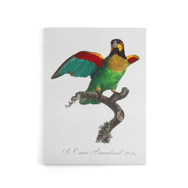"Artery8 The Orange Cheeked Parrot Levaillant Canvas Wall Art Print in White - Size: W12"" x H16""" - image 1