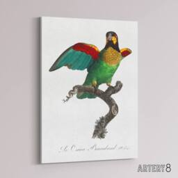 "Artery8 The Orange Cheeked Parrot Levaillant Canvas Wall Art Print in White - Size: W12"" x H16""" - thumbnail 2