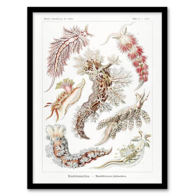 Artery8 Nudibranch Sea Slug Molluscs Haeckel Botanical Framed Wall Art Print in White - Size: A4 - image 1