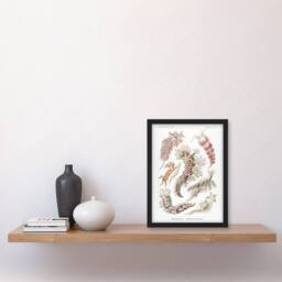 Artery8 Nudibranch Sea Slug Molluscs Haeckel Botanical Framed Wall Art Print in White - Size: A4 - thumbnail 4