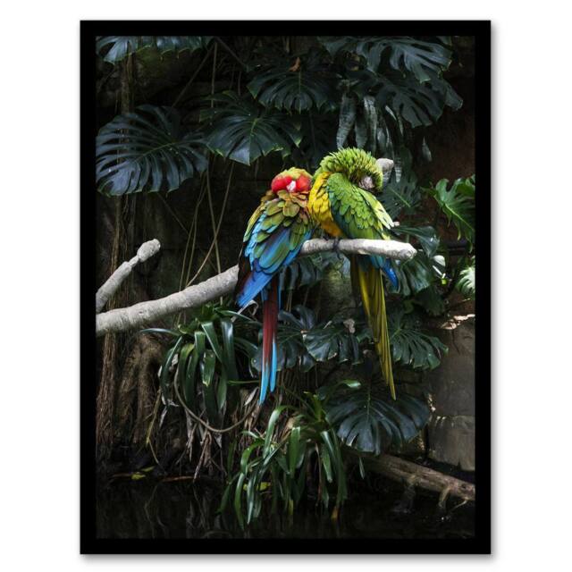 Artery8 Carol M Highsmith Colourful Sleeping Parrots Photo Framed Art Print - Size: A4 - image 1