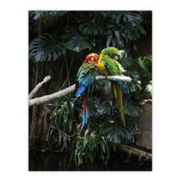 Artery8 Carol M Highsmith Colourful Sleeping Parrots Photo Framed Art Print - Size: A4 - thumbnail 3