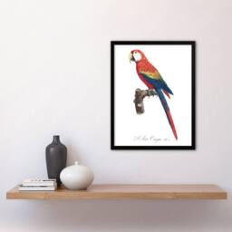Artery8 Scarlet Macaw Parrot Francois Levaillant Framed Wall Art Print in White - Size: A4 - thumbnail 4