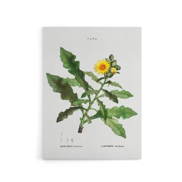 "Artery8 Sow Thistle Flower Bloom Redoute Vintage Canvas Wall Art in White - Size: W18"" x H24""" - image 1