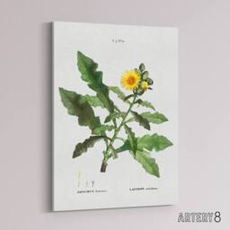 "Artery8 Sow Thistle Flower Bloom Redoute Vintage Canvas Wall Art in White - Size: W18"" x H24""" - thumbnail 2