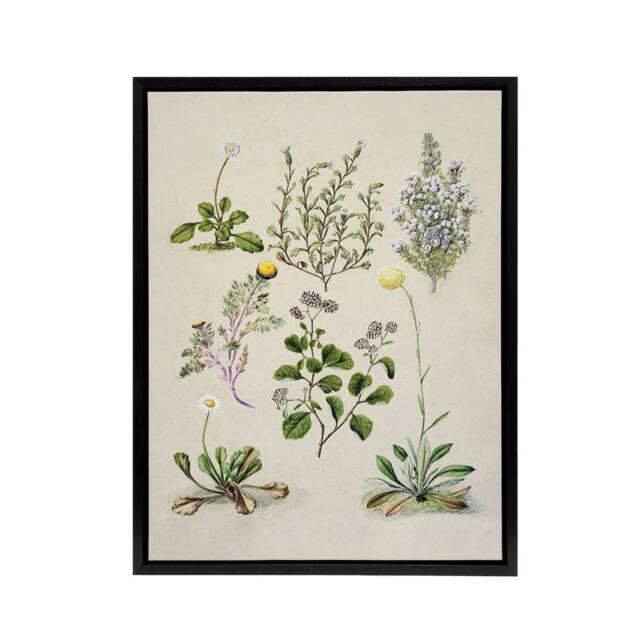 "Artery8 Native New Zealand Wildflowers Artwork Featon Framed Canvas Wall Art in Beige - Size: W18"" x H24""" - image 1