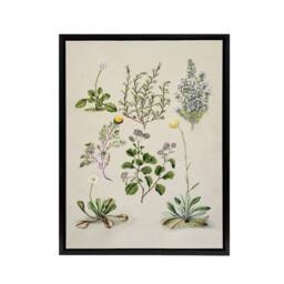 "Artery8 Native New Zealand Wildflowers Artwork Featon Framed Canvas Wall Art in Beige - Size: W18"" x H24""" - thumbnail 1