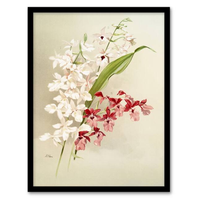 Artery8 Frederick Sander White Pink Hybrid Orchid Flowers Framed Art Print - Size: A4 - image 1