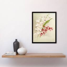 Artery8 Frederick Sander White Pink Hybrid Orchid Flowers Framed Art Print - Size: A4 - thumbnail 4