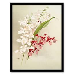 Artery8 Frederick Sander White Pink Hybrid Orchid Flowers Framed Art Print - Size: A4 - thumbnail 1