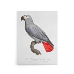 "Artery8 Psittacus Erithacus Grey Parrot Levaillant Canvas Wall Art Print in White - Size: W12"" x H16""" - thumbnail 1