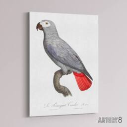"Artery8 Psittacus Erithacus Grey Parrot Levaillant Canvas Wall Art Print in White - Size: W12"" x H16""" - thumbnail 2