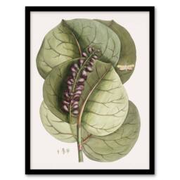 Artery8 Mangrove Grape Tree Vintage Botanical Catesby Framed Wall Art Print in Green - Size: A4 - thumbnail 1