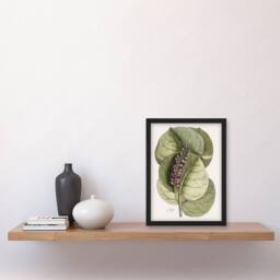 Artery8 Mangrove Grape Tree Vintage Botanical Catesby Framed Wall Art Print in Green - Size: A4 - thumbnail 2
